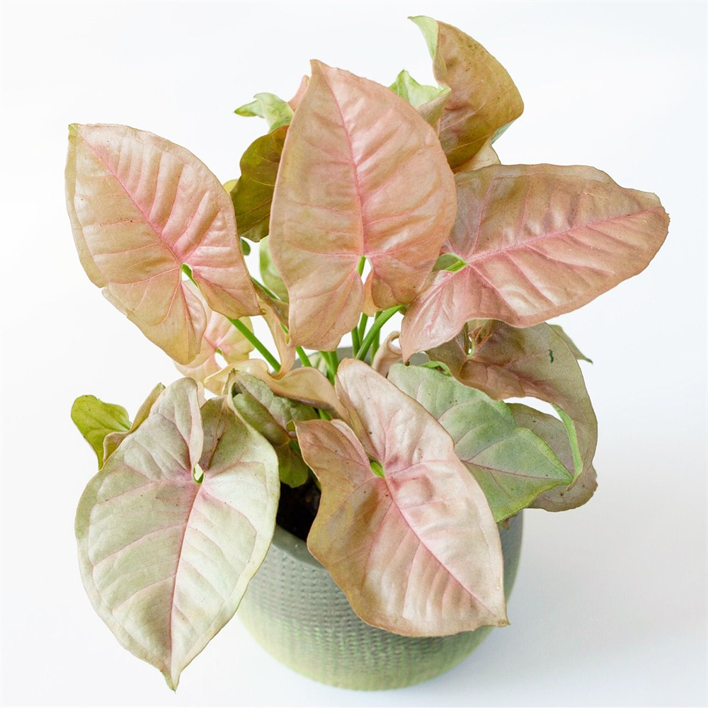 Syngonium Pink