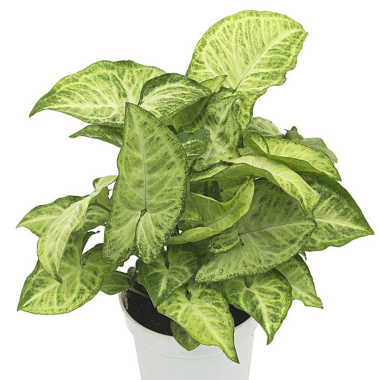 Syngonium White