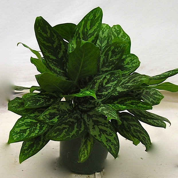 Aglaonema Green