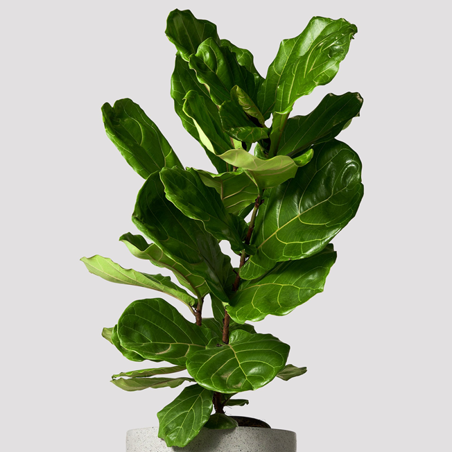 Fiddle Leaf