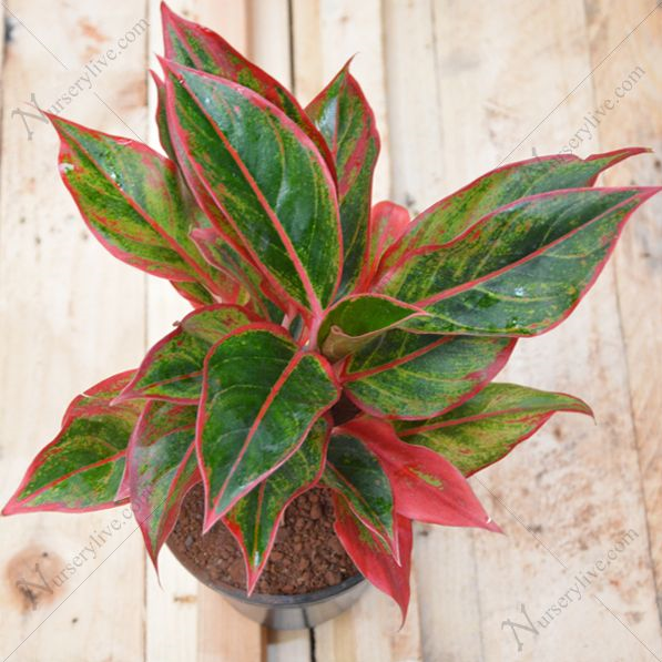 Thai Aglaonema