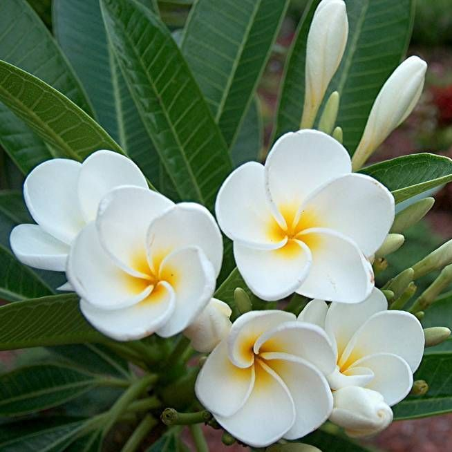 Dwarf White Plumeria