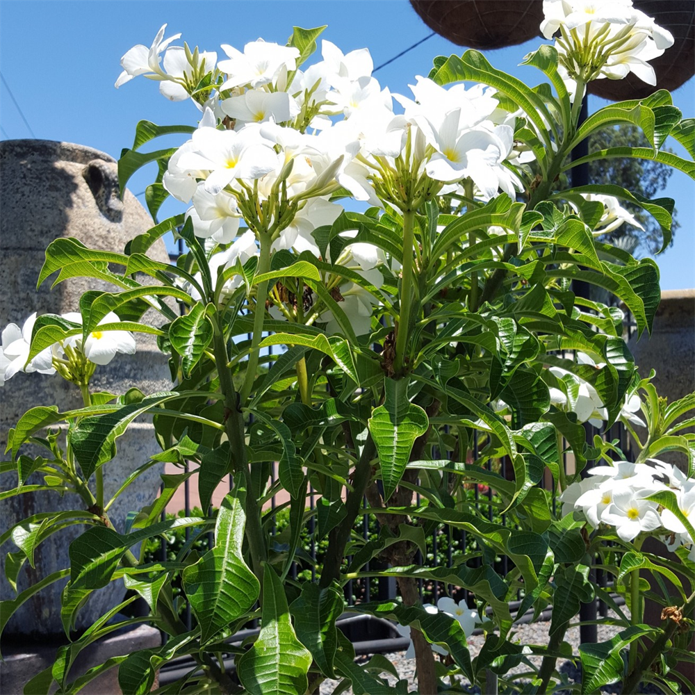 Pudica Plumeria