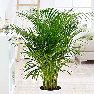 Areca Palm pot