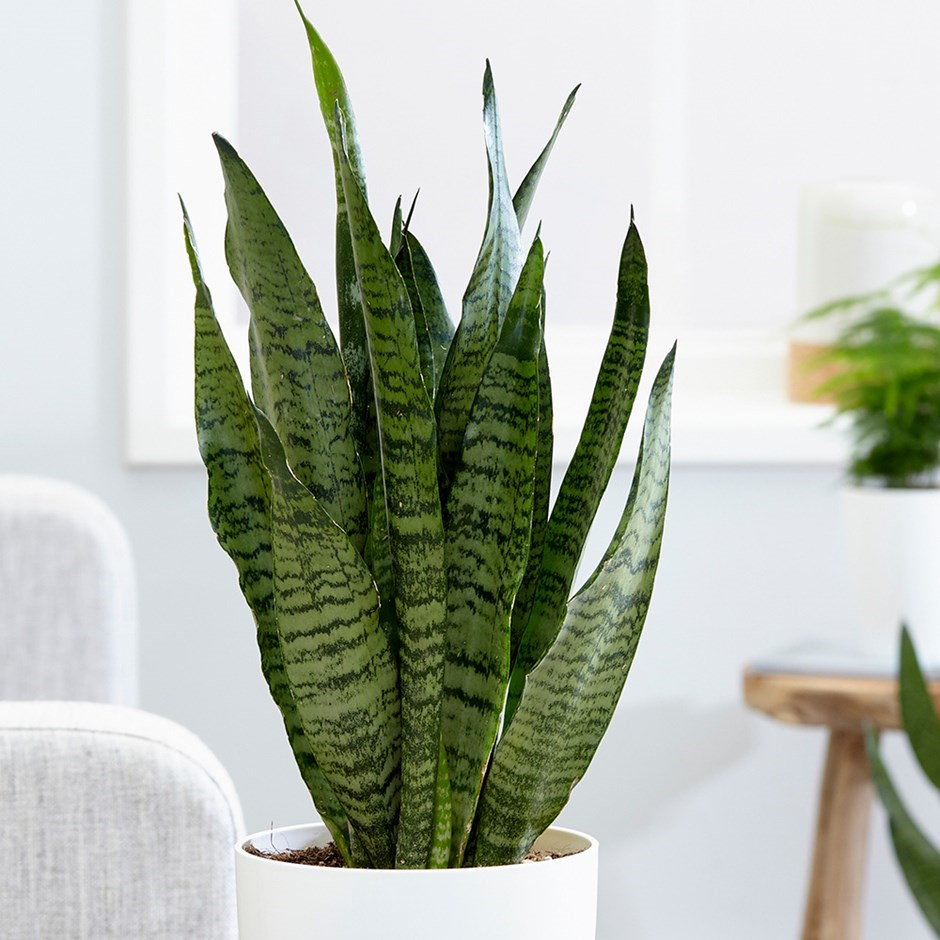 Sanseveria green