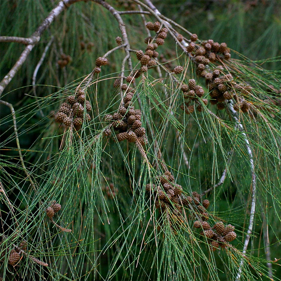 Casuarina