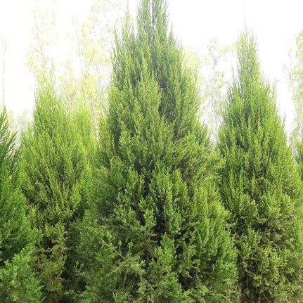 Juniperus