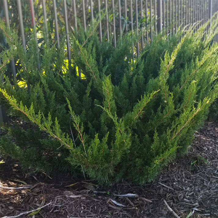 London Bush