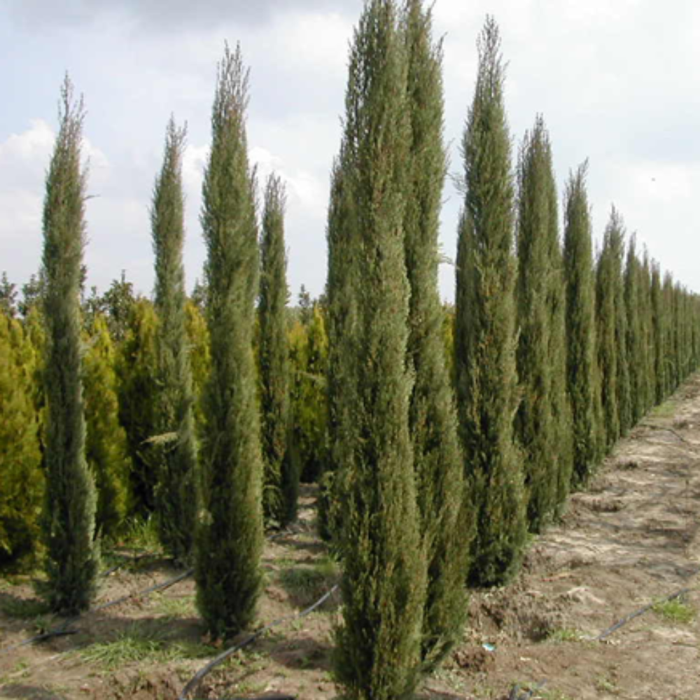 Pencil Pine