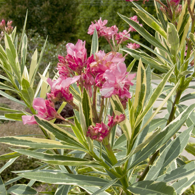 Nerium Variegated