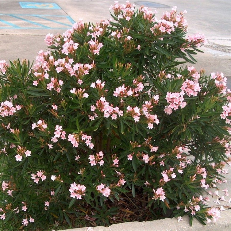 Nerium Dwarf Pink