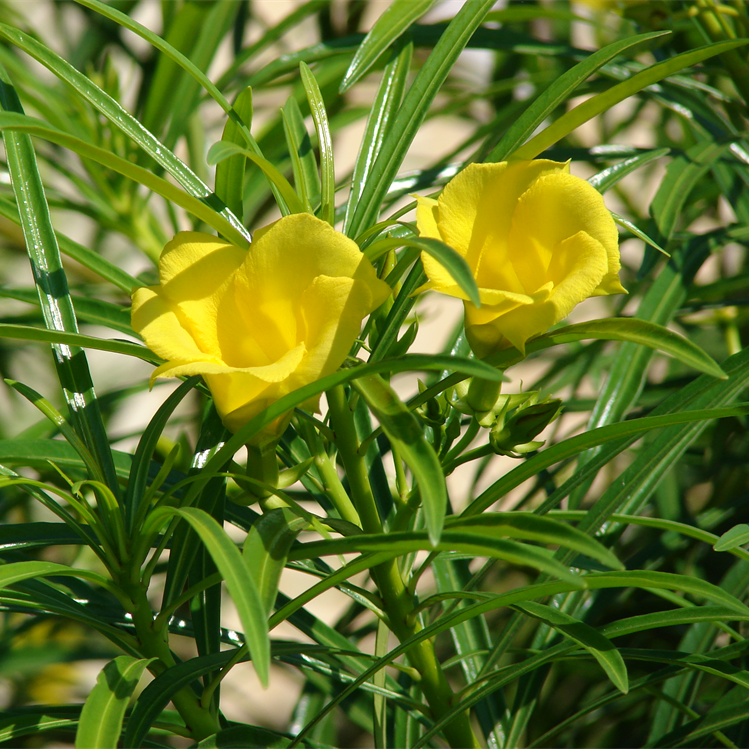 Nerium Yellow