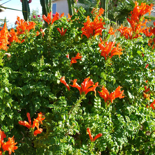 Tecoma Capensis
