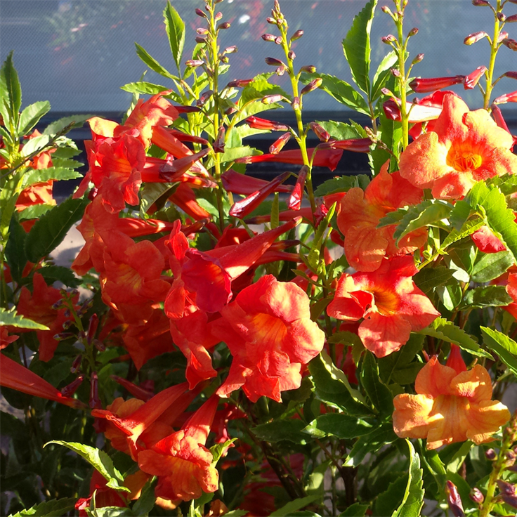 Tecoma Bell of Fire