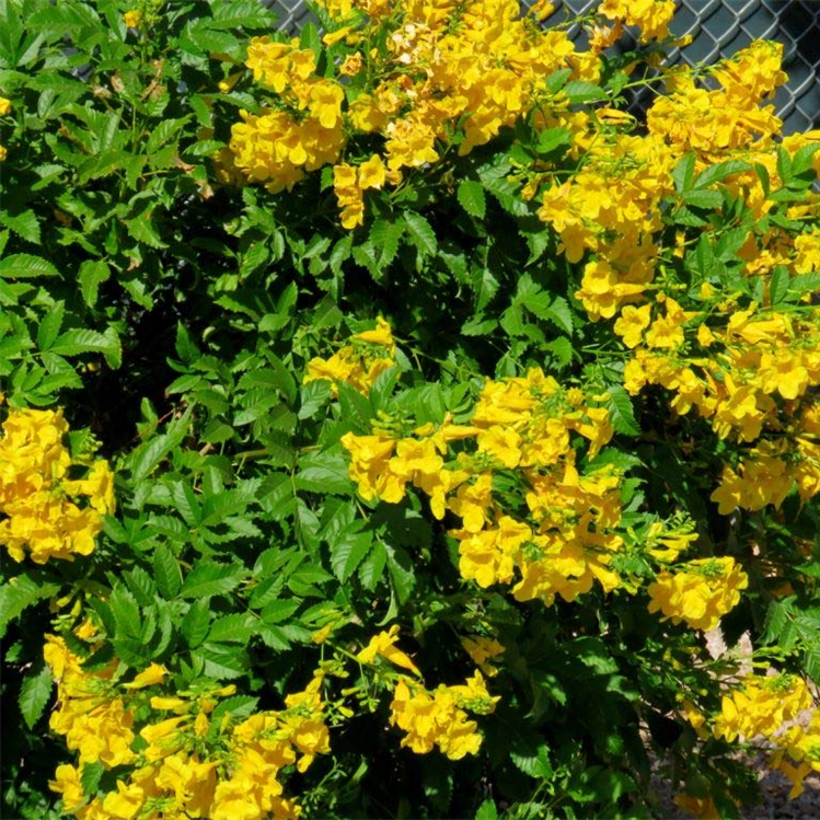 Tecoma Gaudichaudi