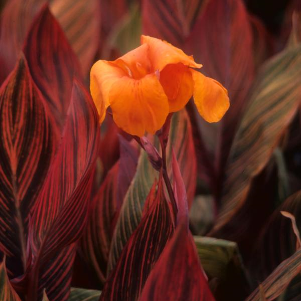 Canna Variegated Dark