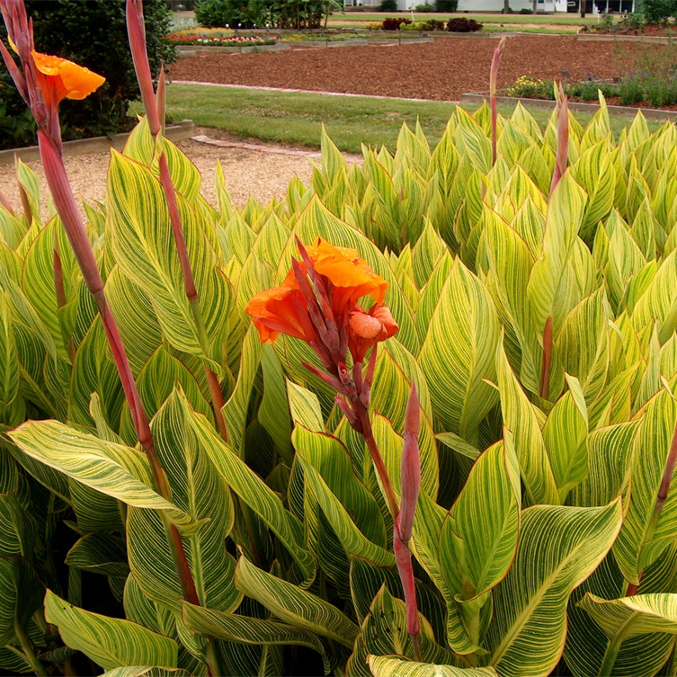Canna Variegated Light
