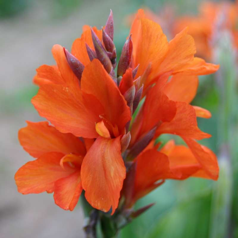 Canna Dwarf Orange
