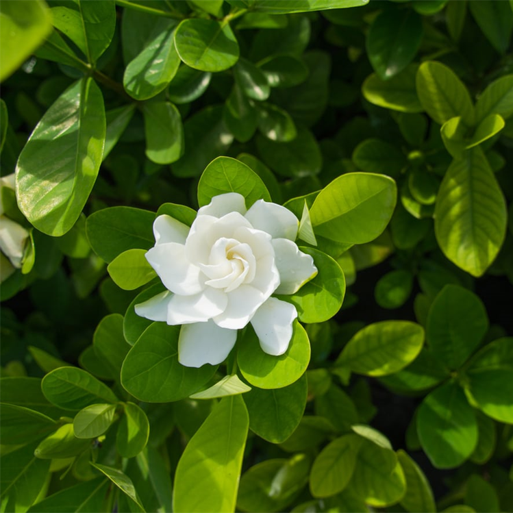 Gardenia