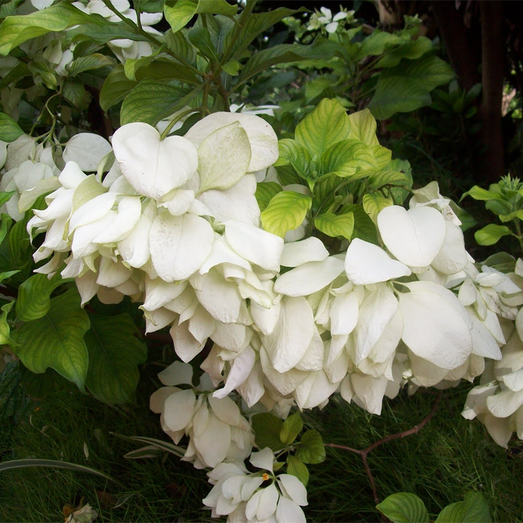 Mussaenda White
