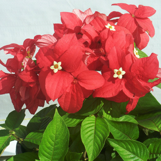 Mussaenda Red