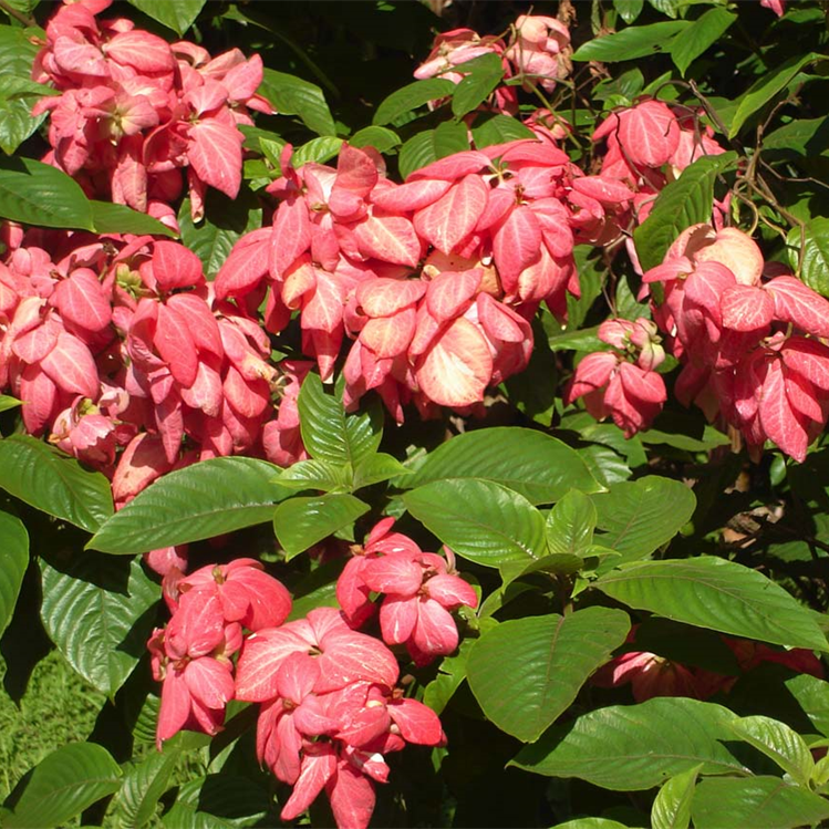 Mussaenda Pink