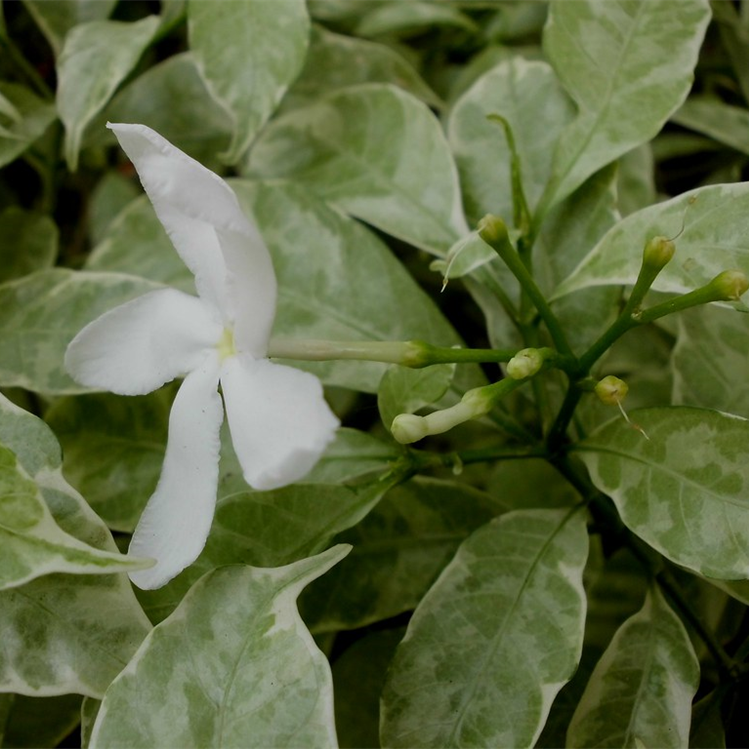Chandani Variegated