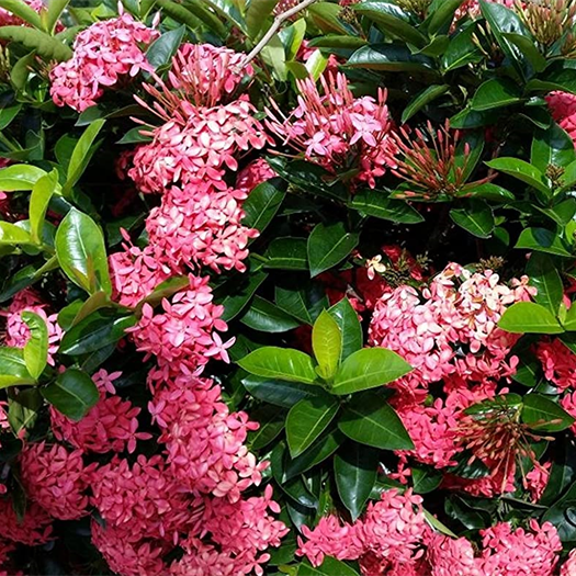 Ixora Duffy Pink
