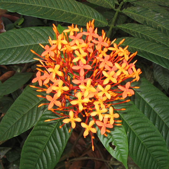 Ixora Singaporii