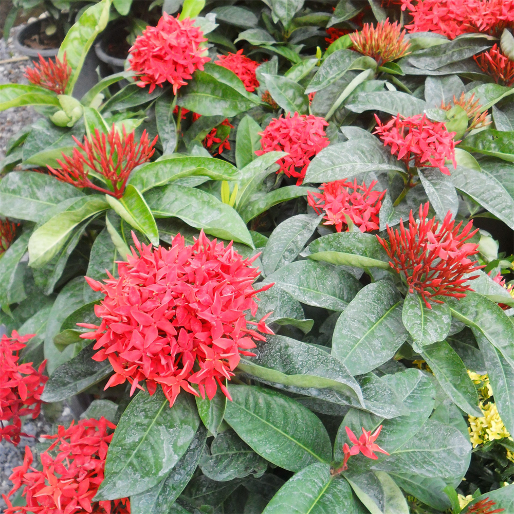 Ixora Red