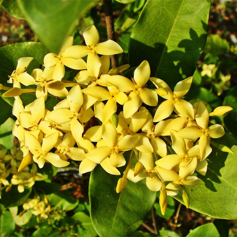 Ixora Yellow