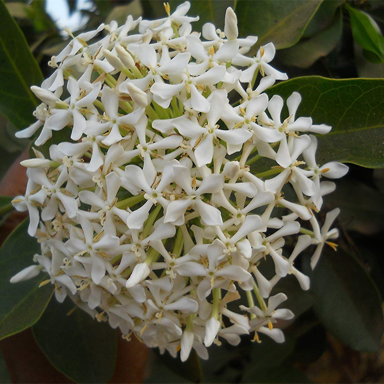 Ixora White