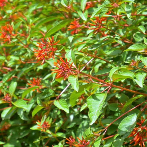 Hemilia Dwarf