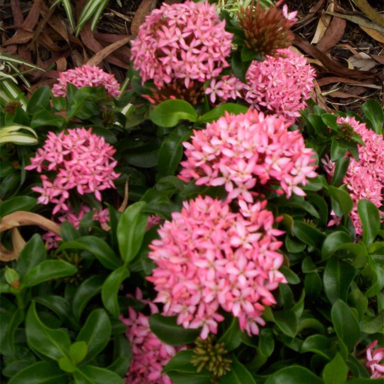 Ixora Dwarf Pink