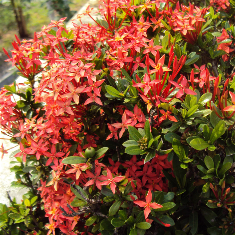 Ixora Dwarf Red