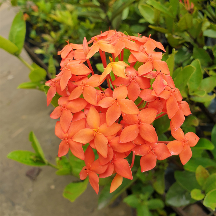 Ixora Dwarf Orange