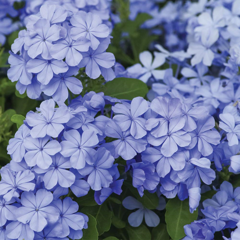 Plumbago