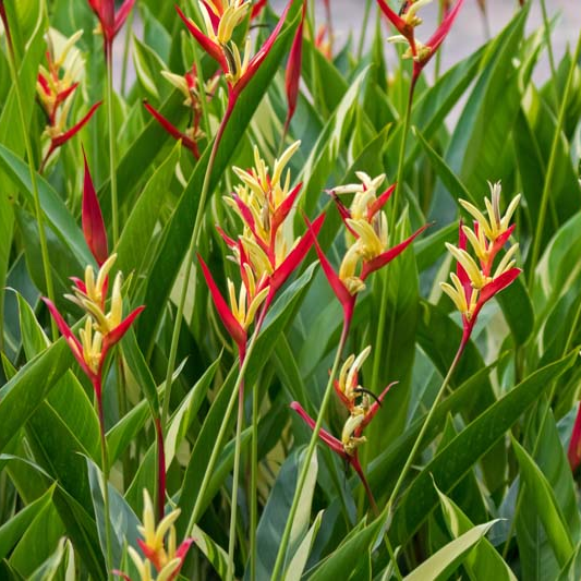 Heliconia