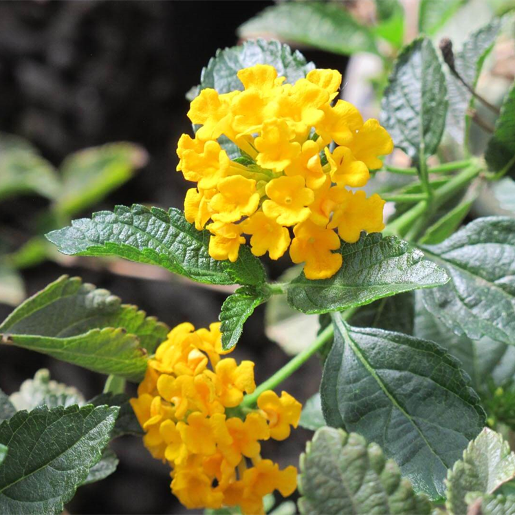 Lantana Yellow