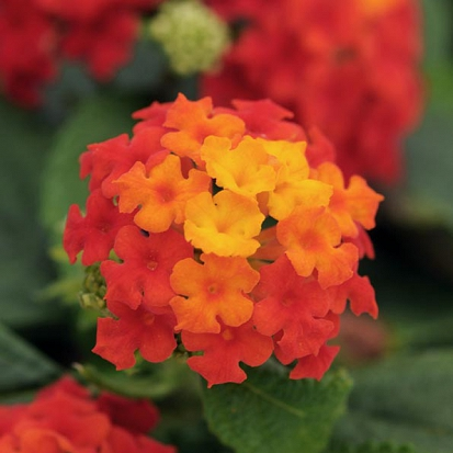 Lantana Red