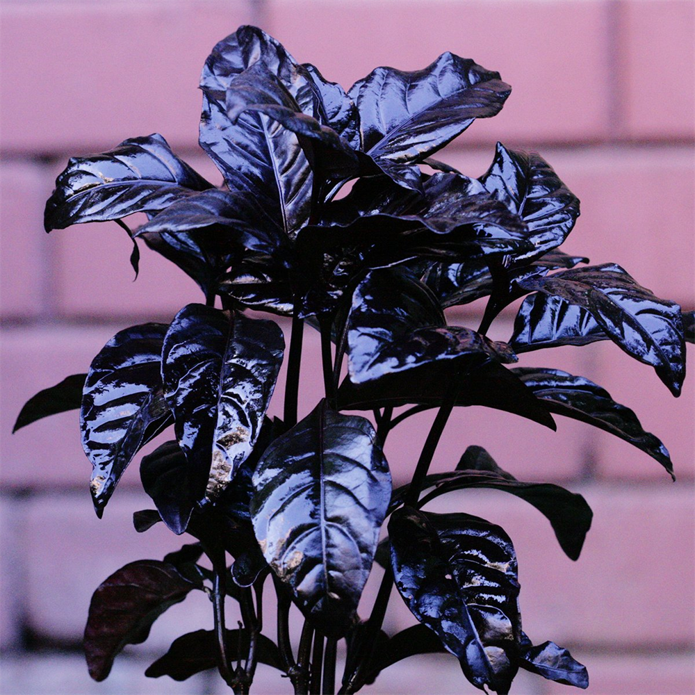 Eranthimum Black