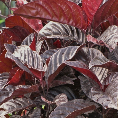 Eranthimum red
