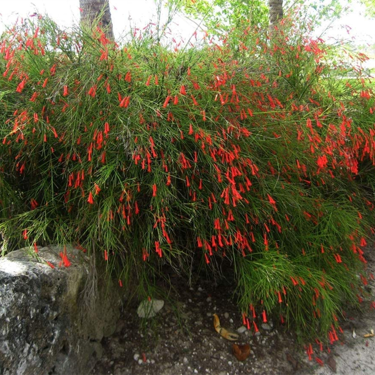 Russelia