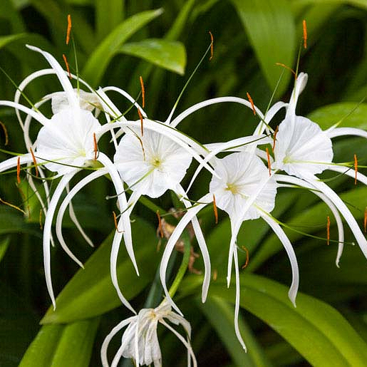 Spider lily