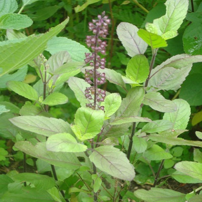 Tulsi