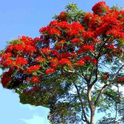 Gulmohar
