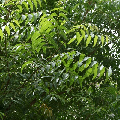 Neem