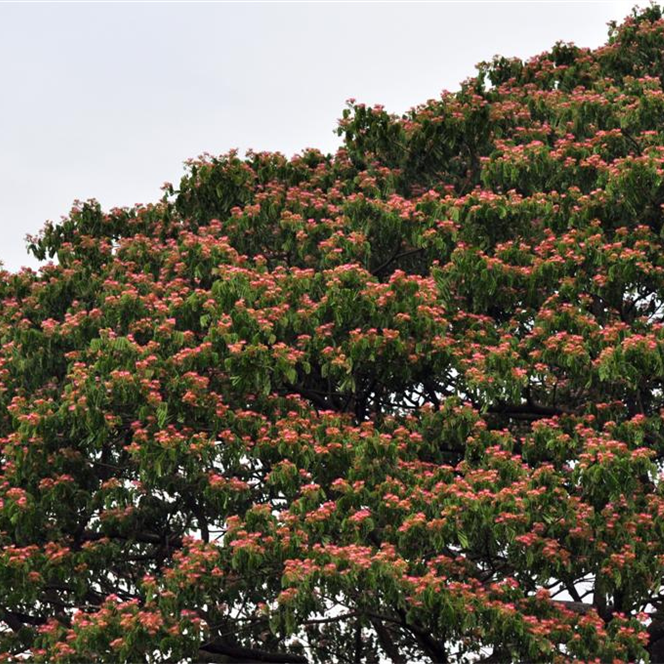 Rain tree