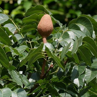 Mahogany