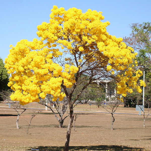 Yellow Bells